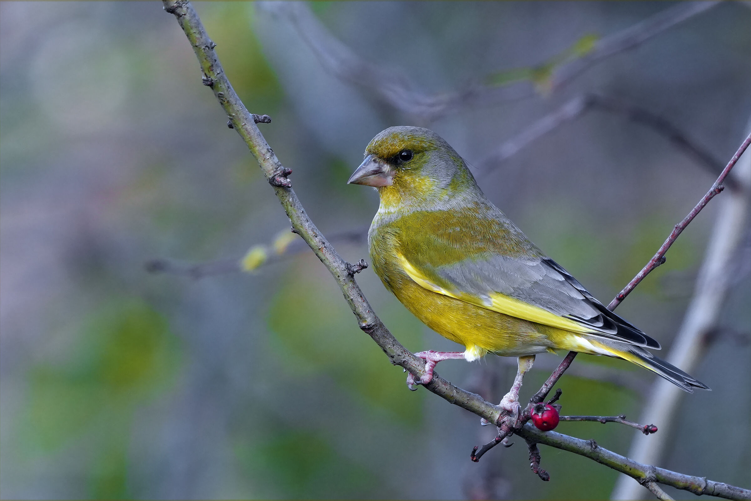 greenfinch
