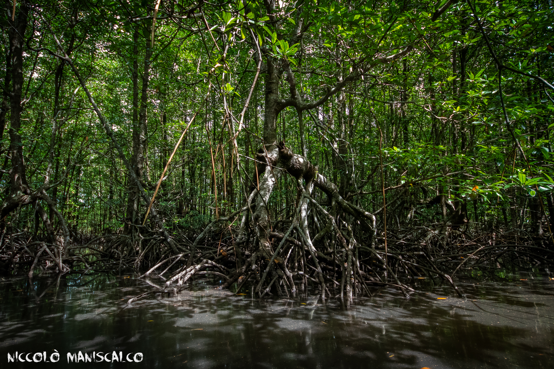 Cambogia #15 (L'esercito delle mangrovie)