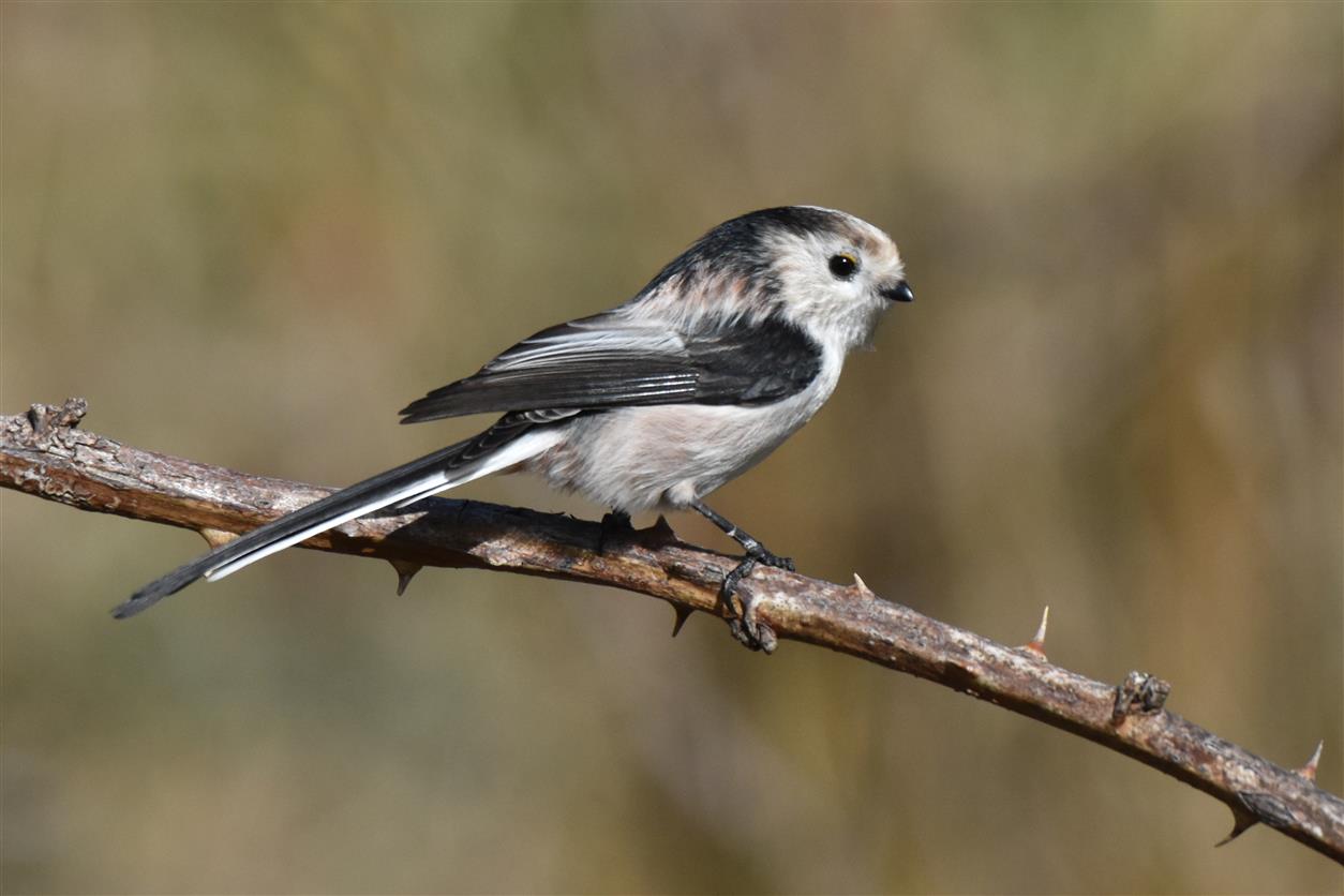 small feather ball