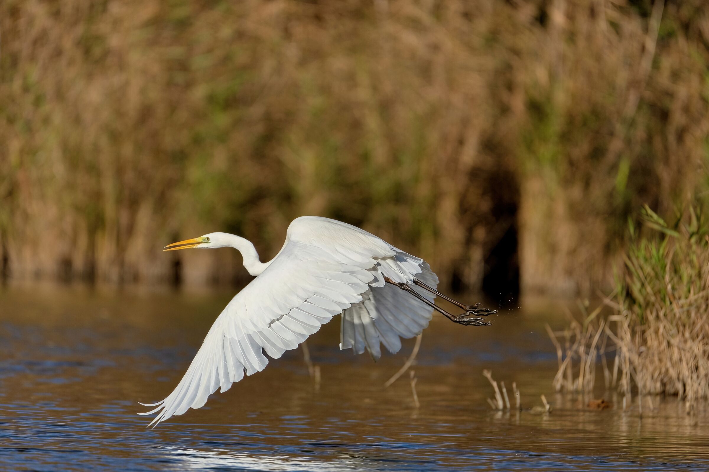 Great Egret (Casmerodius albus)