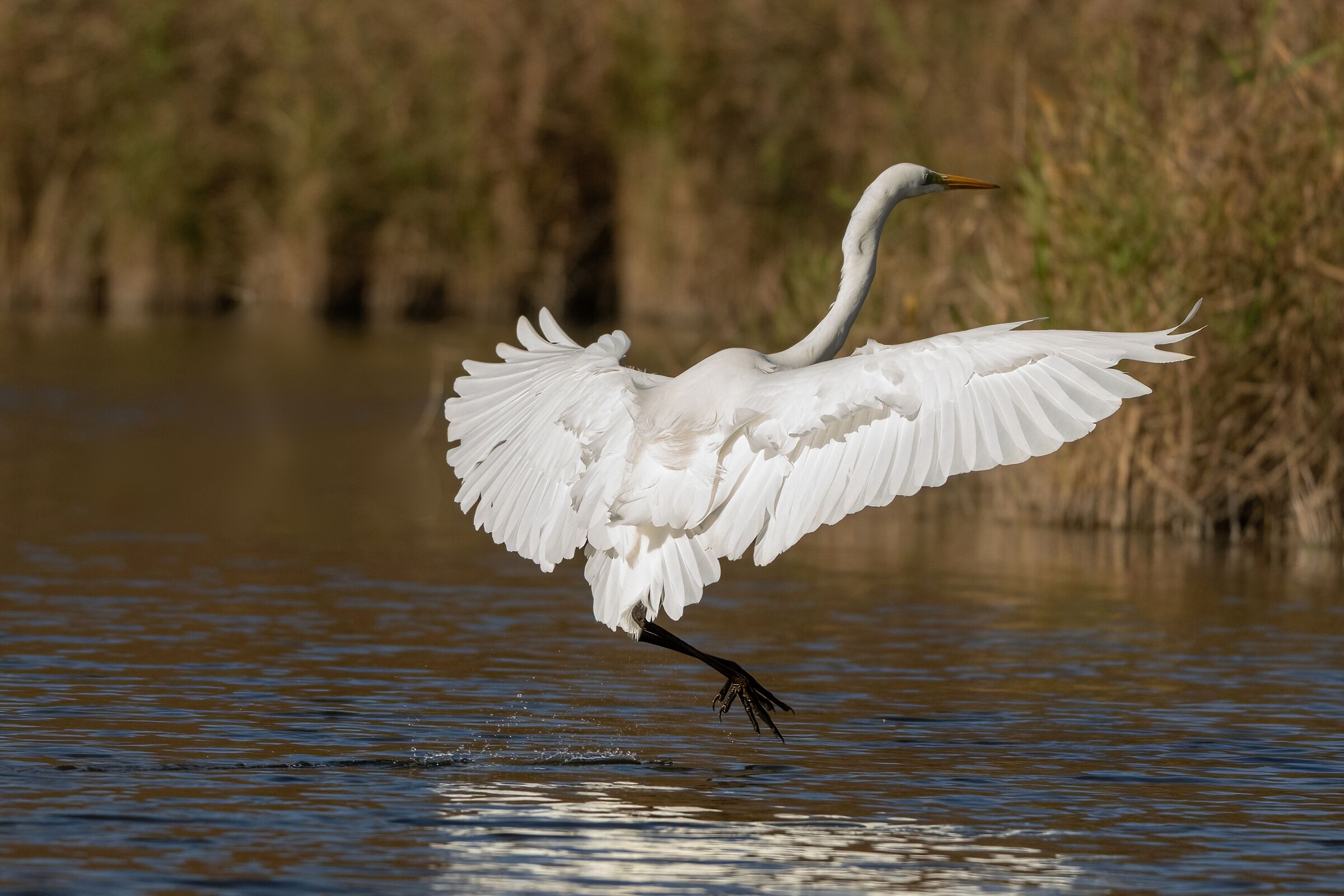 Great Egret (Casmerodius albus)