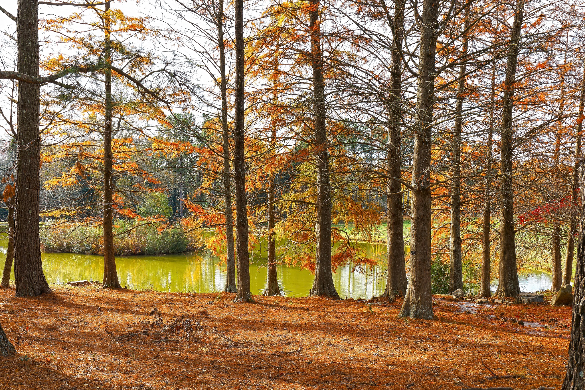 Arboreto di Milliken
