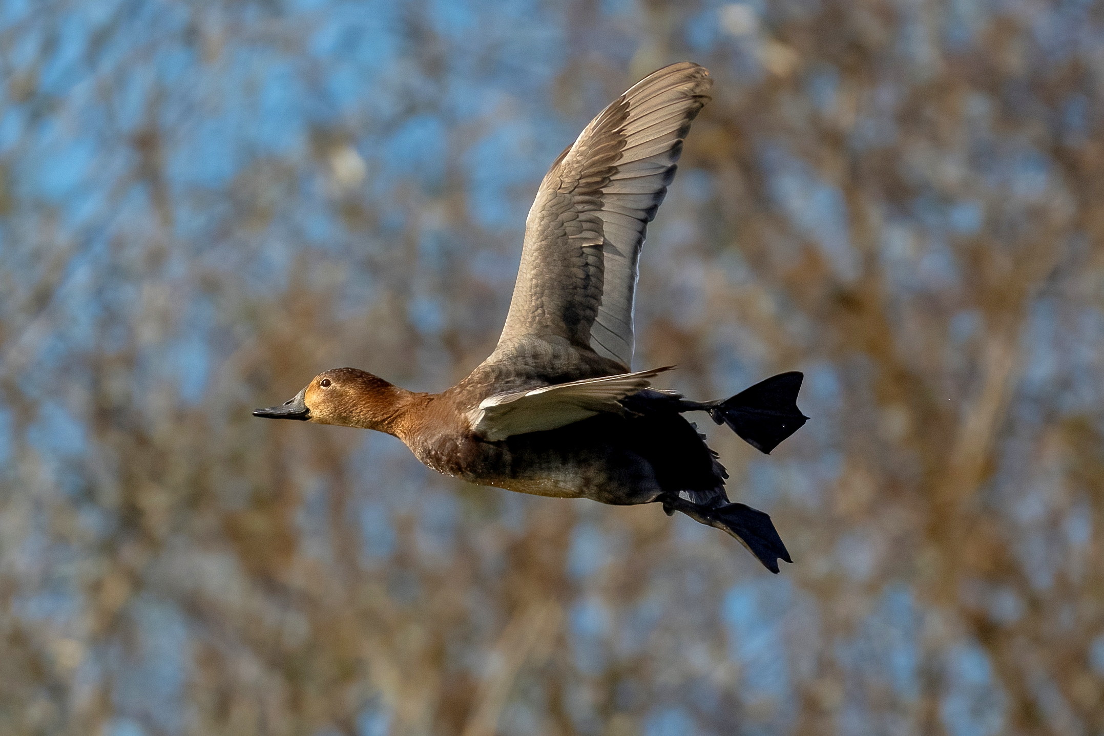 Common pochard