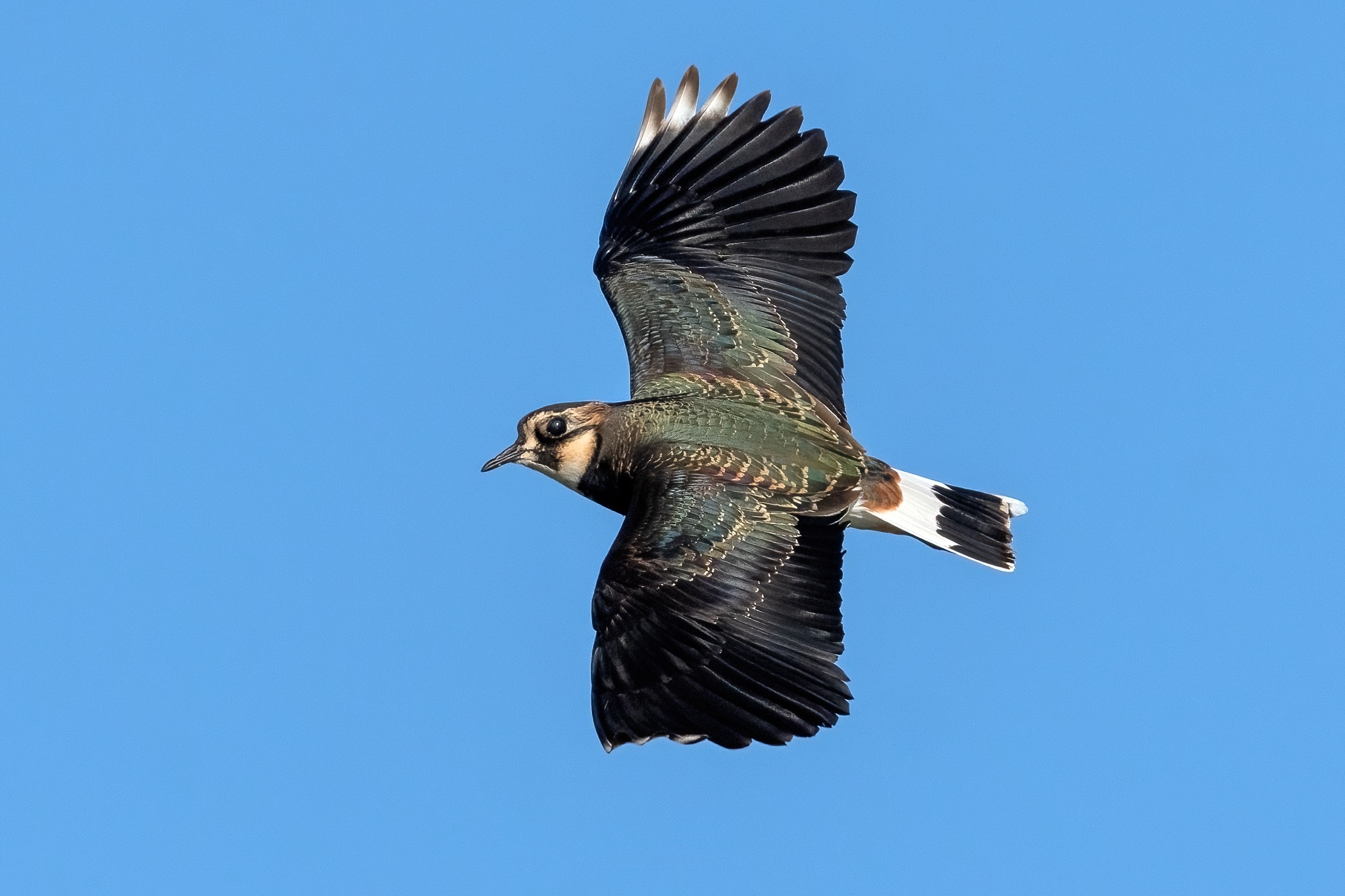 Lapwing (Vanellus vanellus)