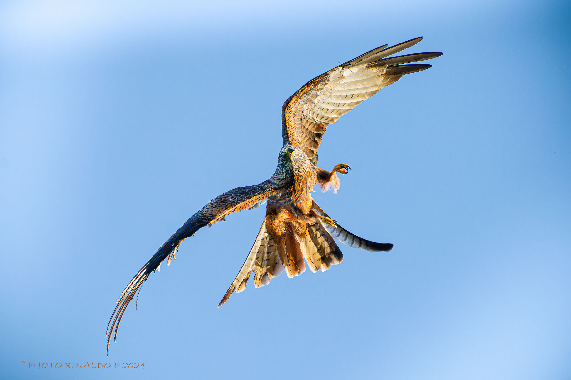 Red Kite at sunset