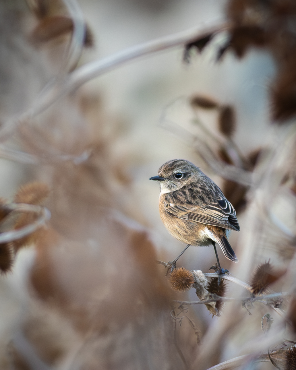 Female Stonechatter