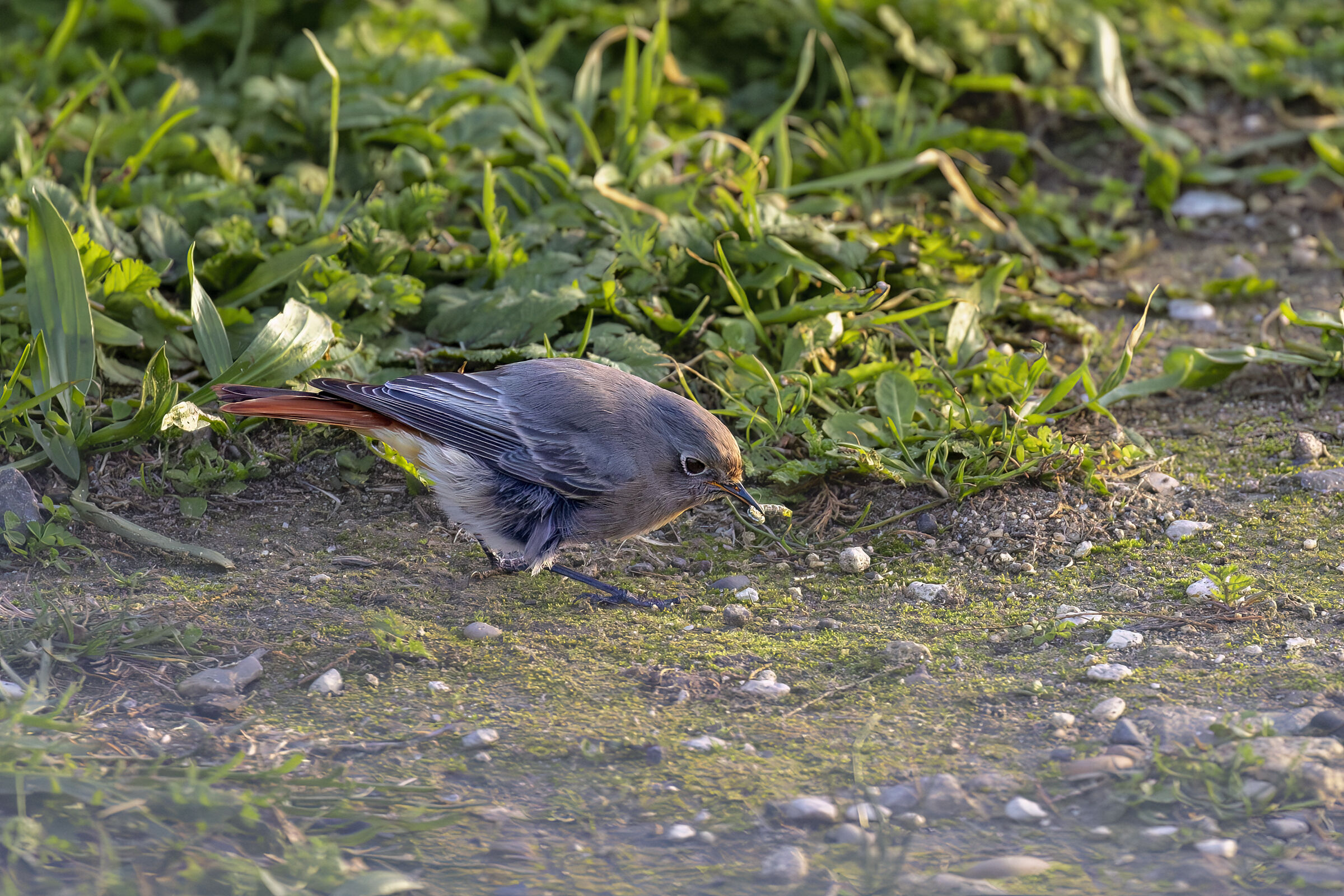 Il Boccone preferito- codirosso