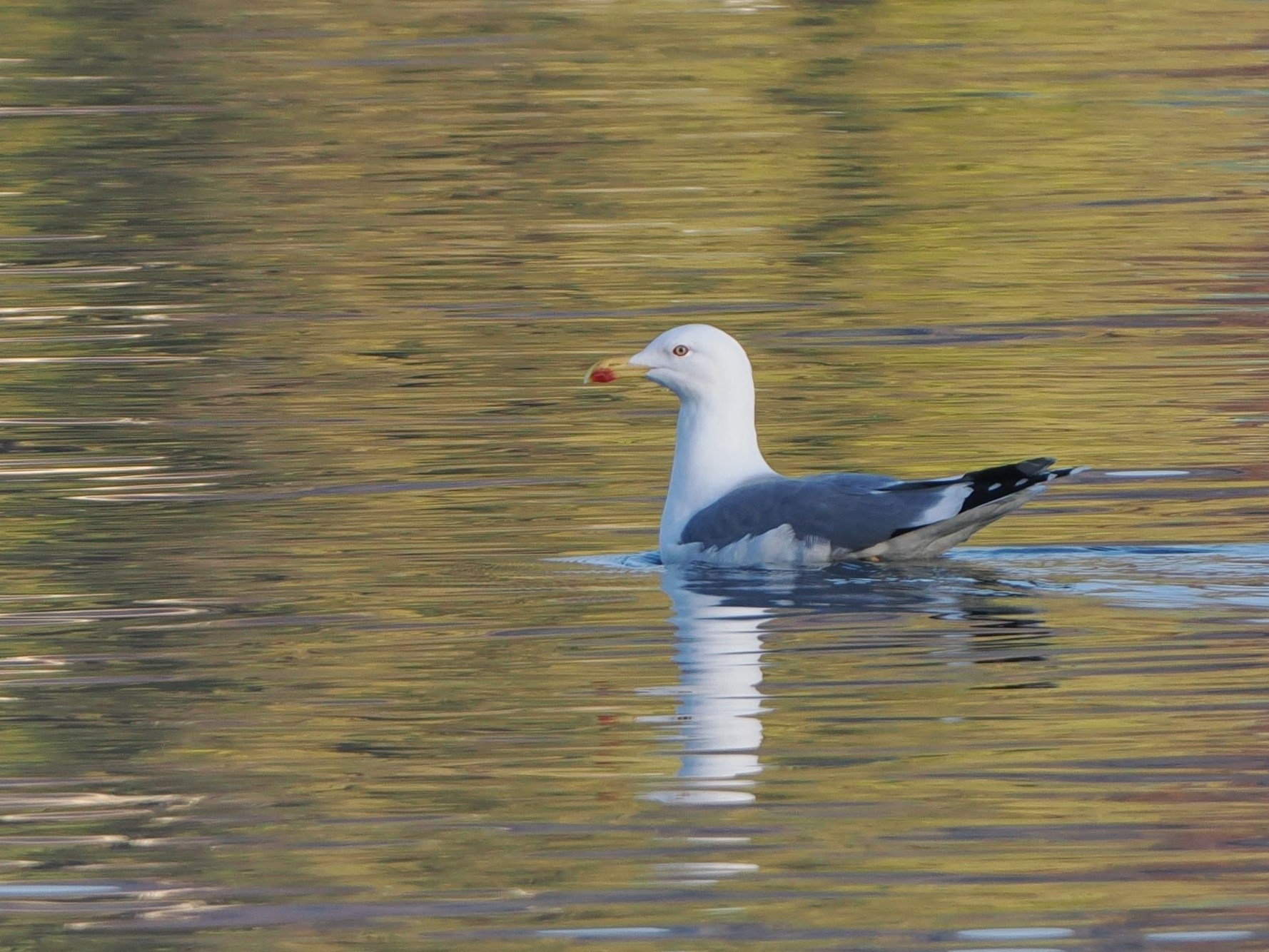 Herring gull (Larus michahellis)