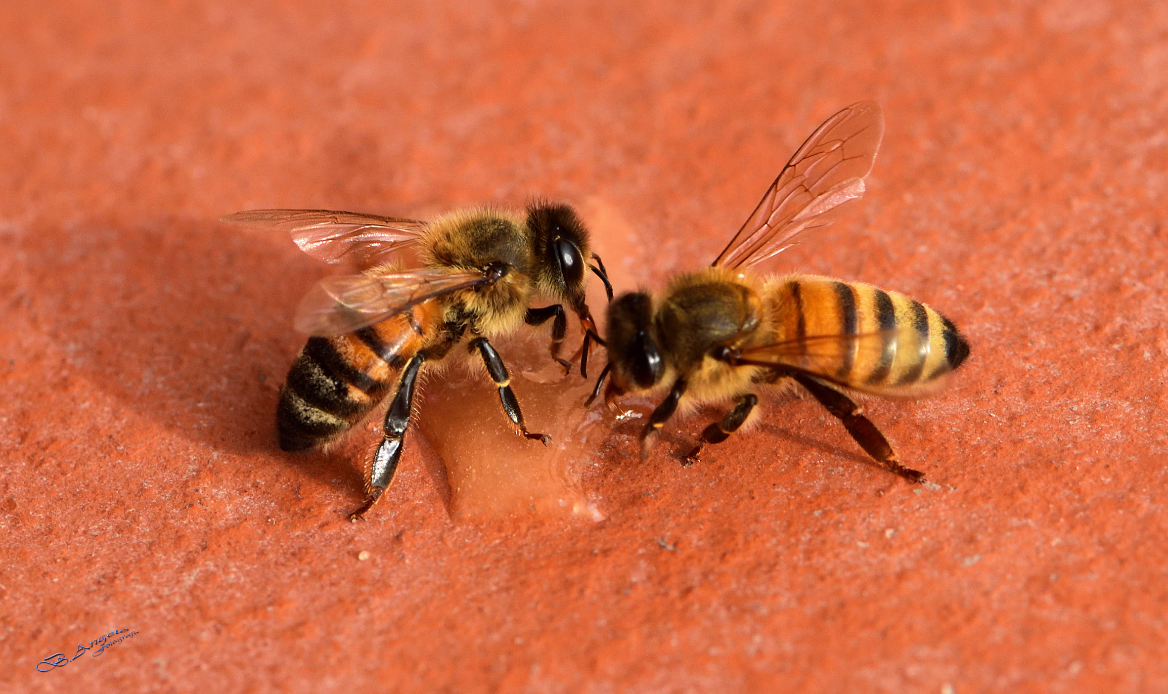 " Ape mellifera italiana "