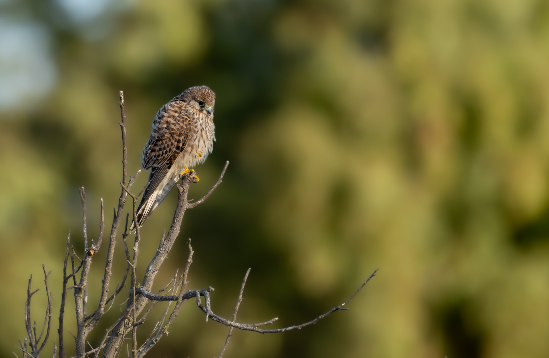 Kestrel