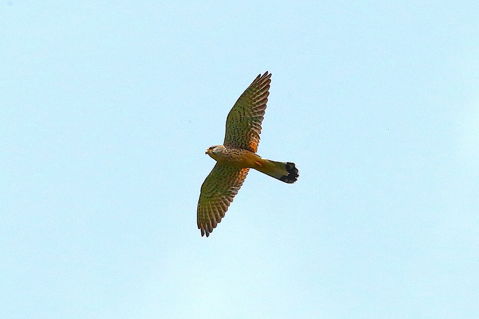 Gheppio 26 maggio 2024 - 9314