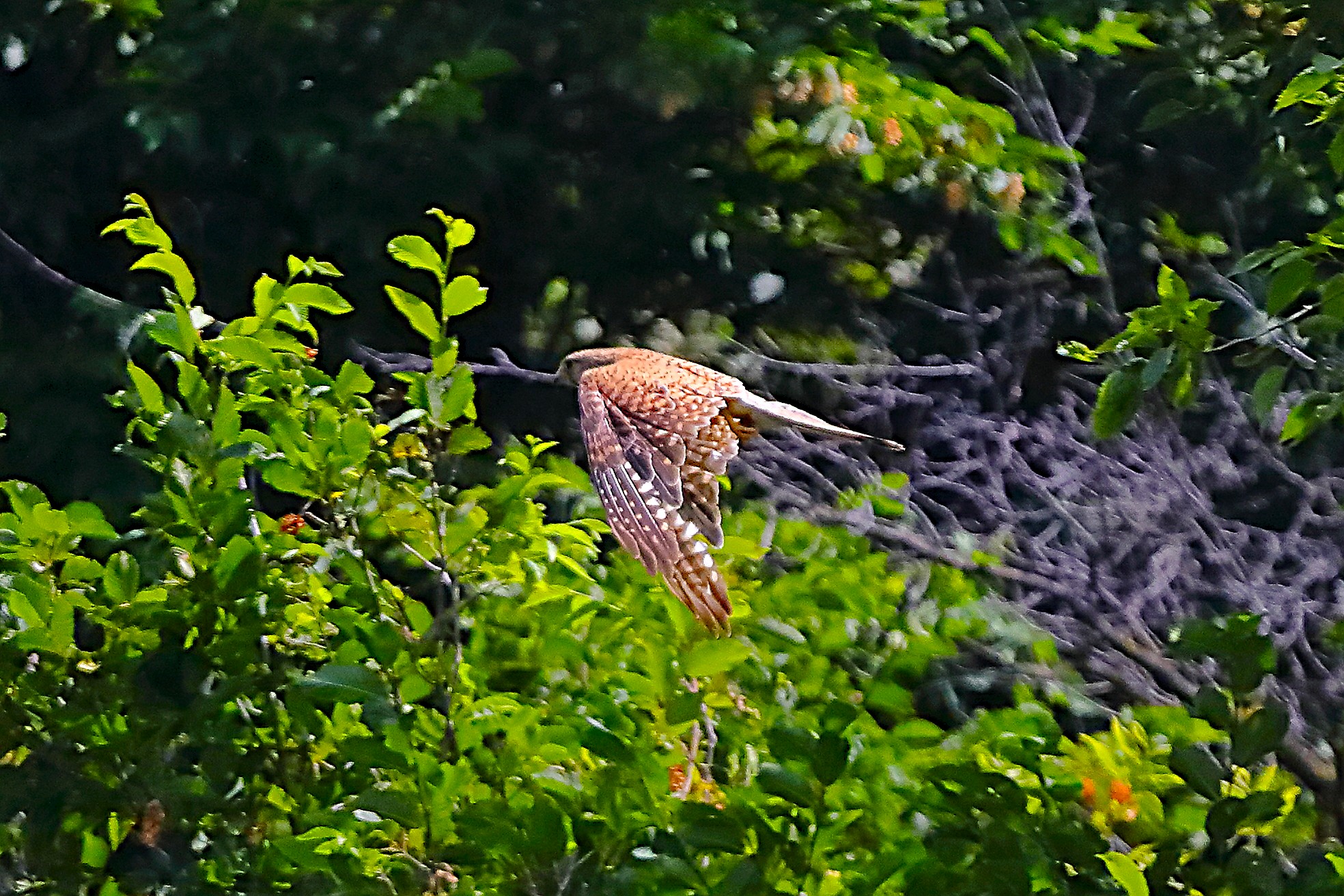 Gheppio 09 luglio 2024 - 0066