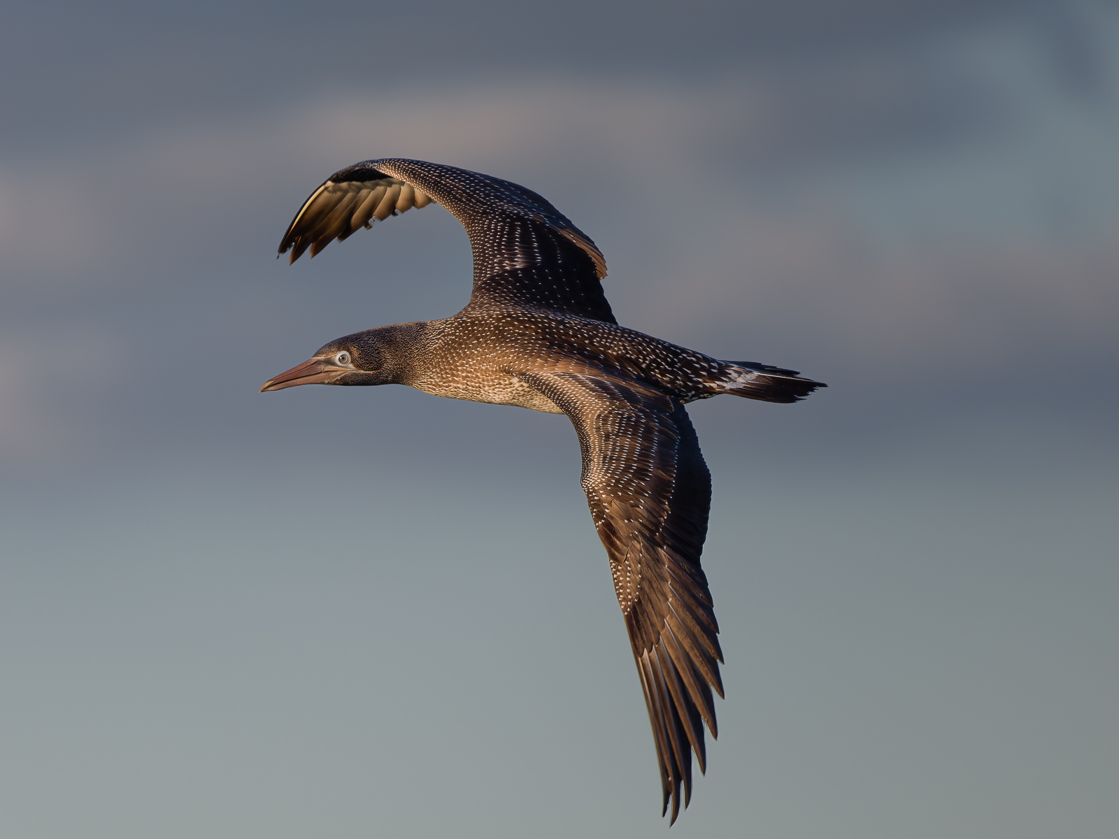 A young gannet illuminated by the first rays of the sun