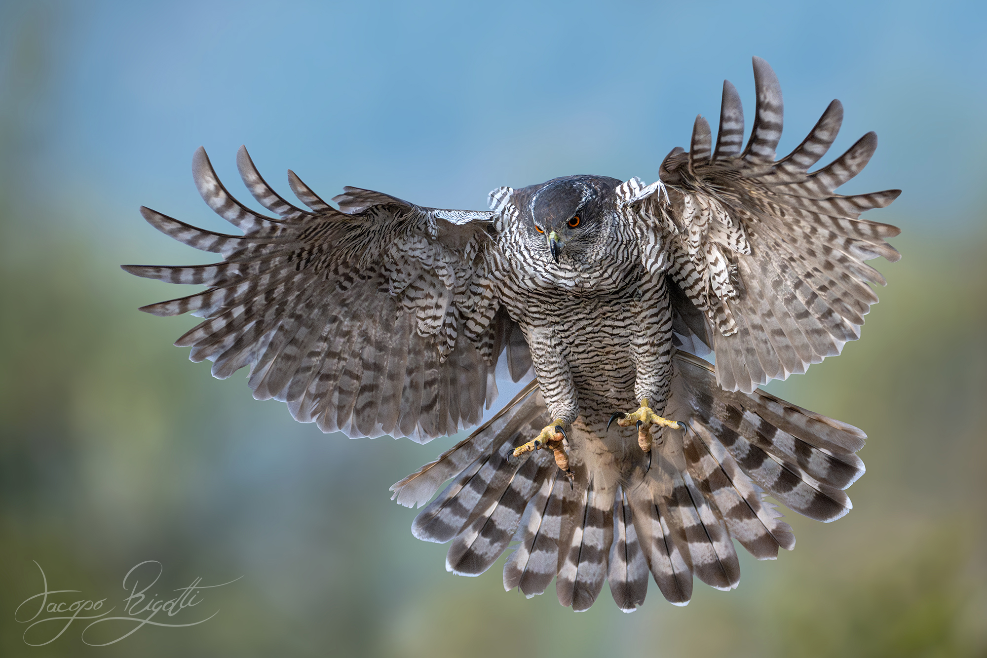 Goshawk on the attack