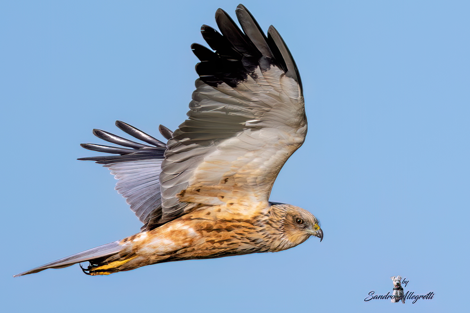 Il falco di palude (Circus aeruginosus)