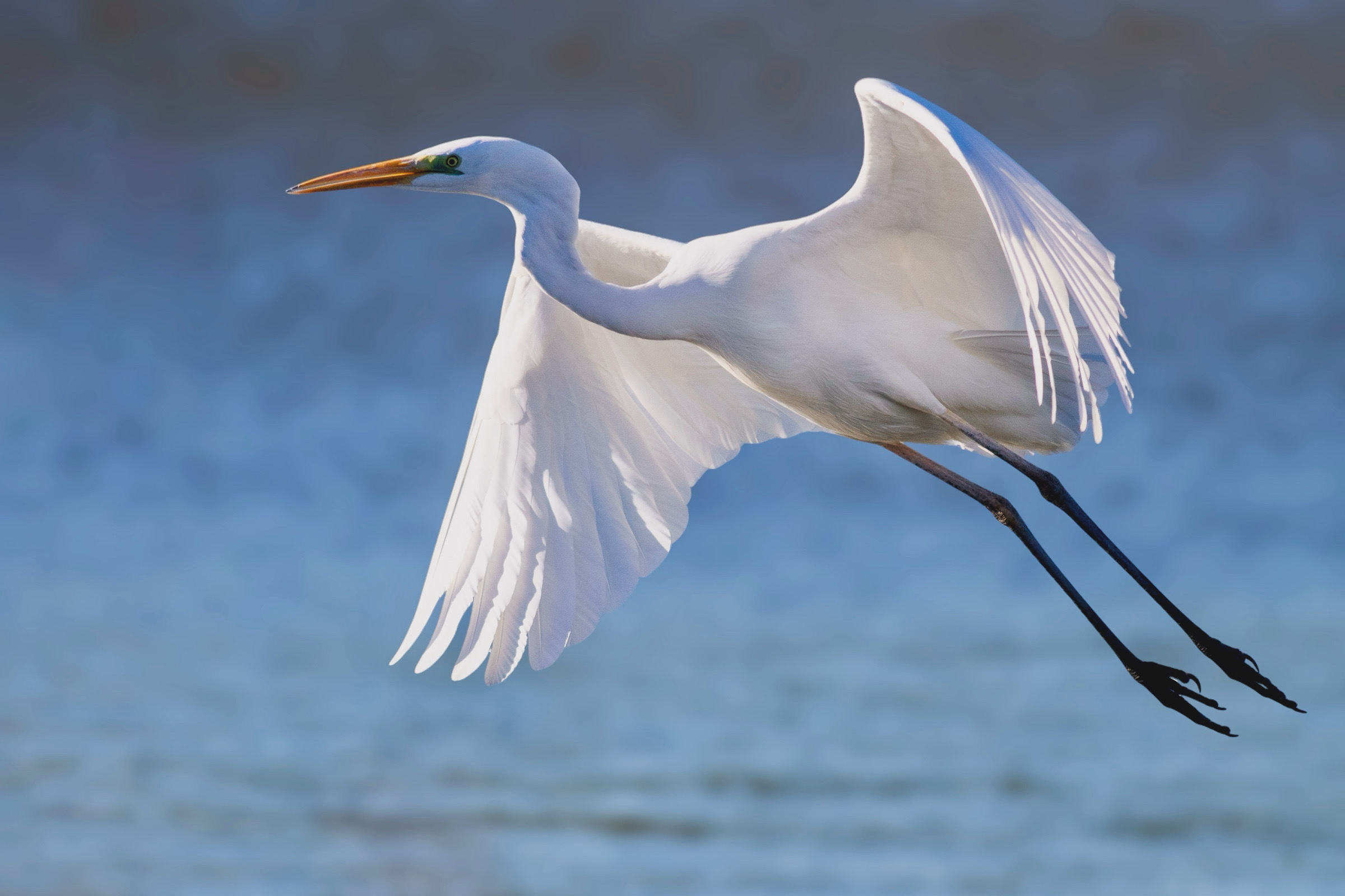 Great Egret