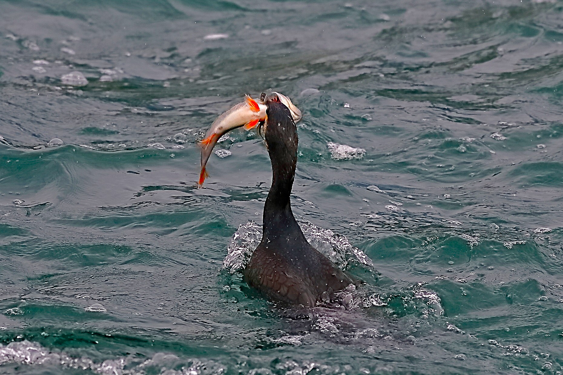 Cormorano 01 ottobre 2024 - 0117