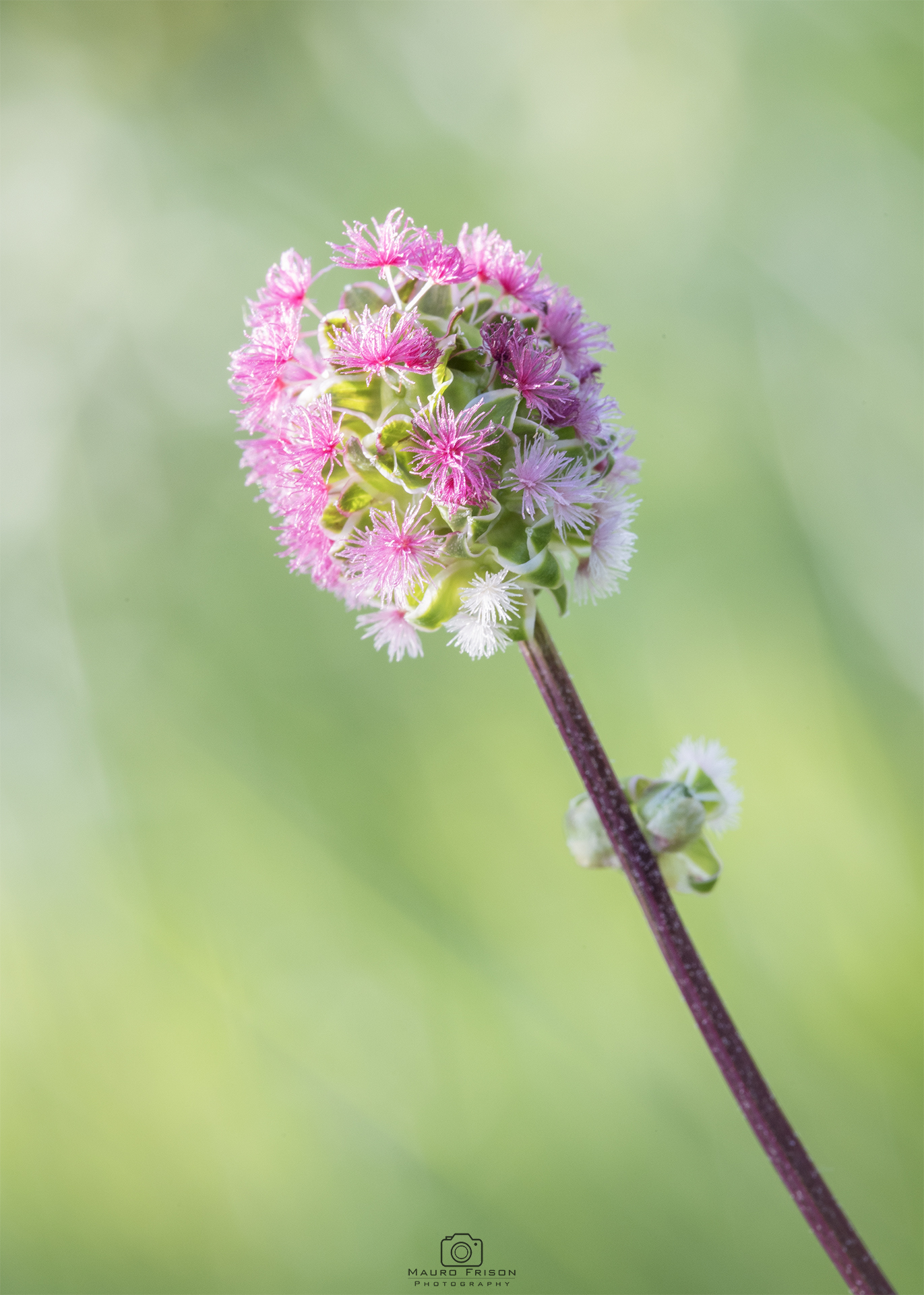 Pimpinella (Sanguisorba minor)