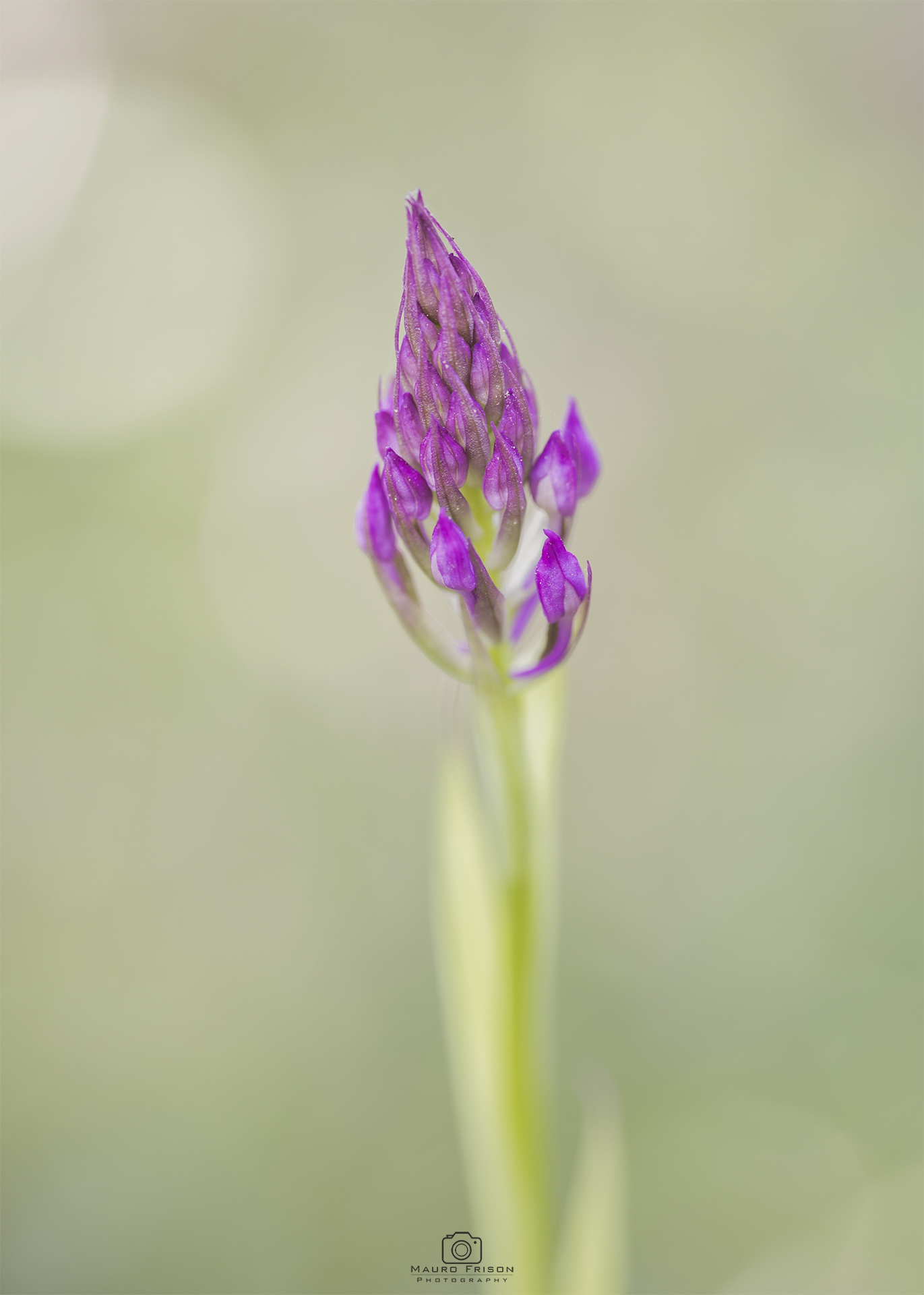Orchis piramidalis