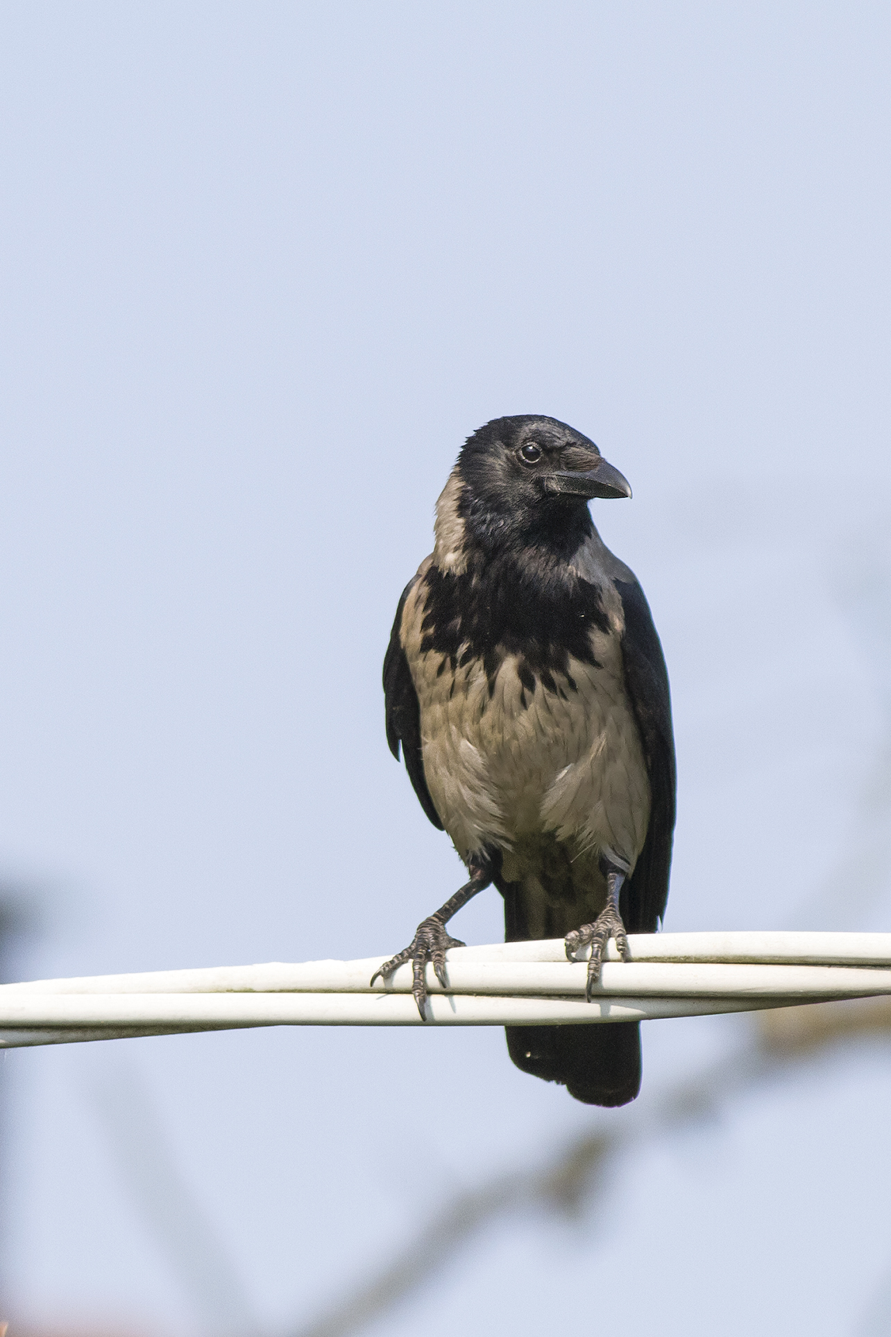 hooded crow