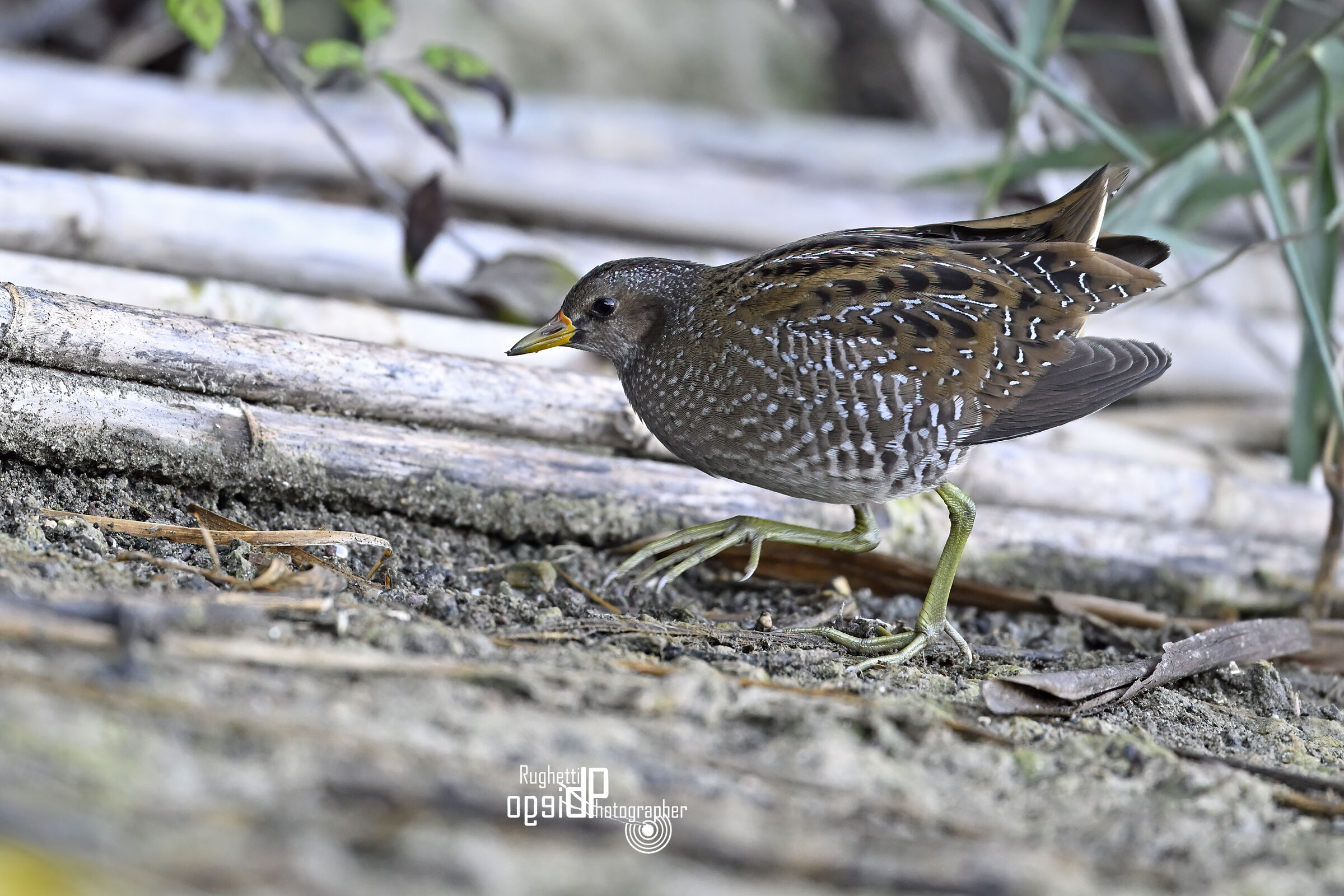 Spotted crake