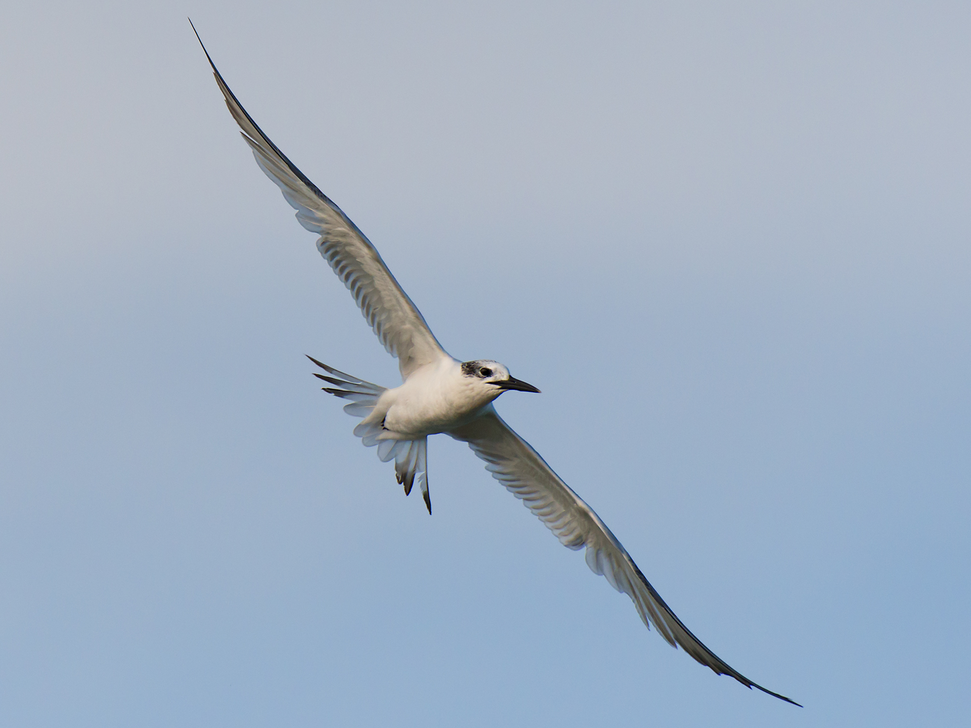 Estensione alare del beccapesci
