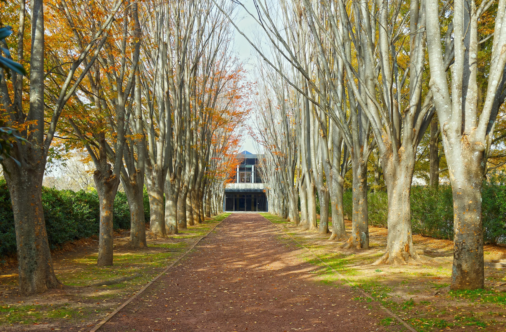 Arboreto di Milliken