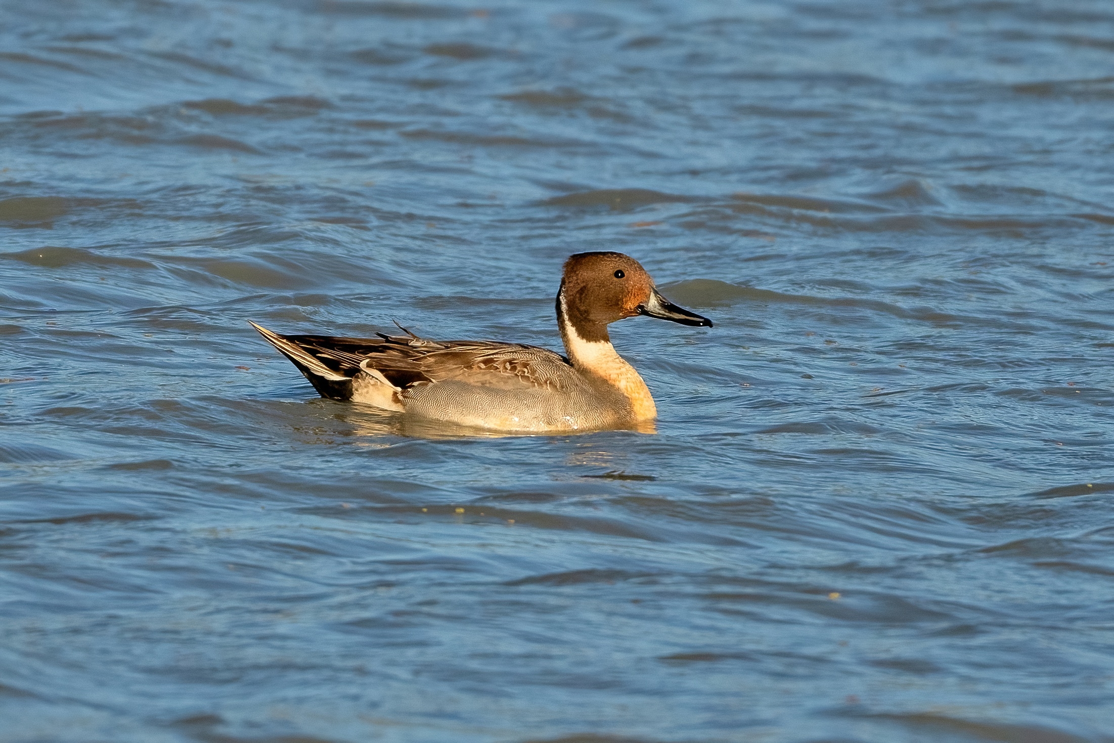 Male Pintail (Anas acuta)