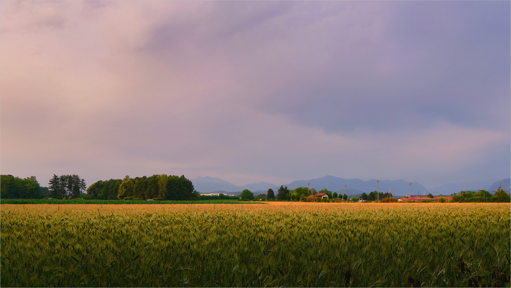 nei campi tra Lurate Caccivio e Bulgarograsso (co)