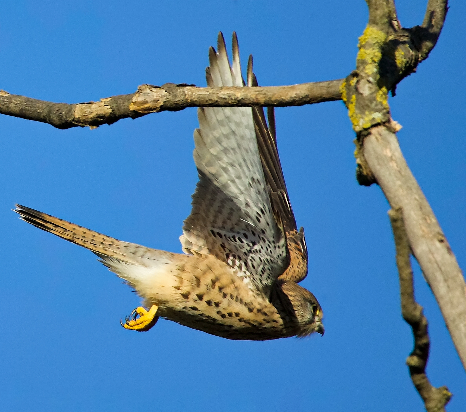 Kestrel