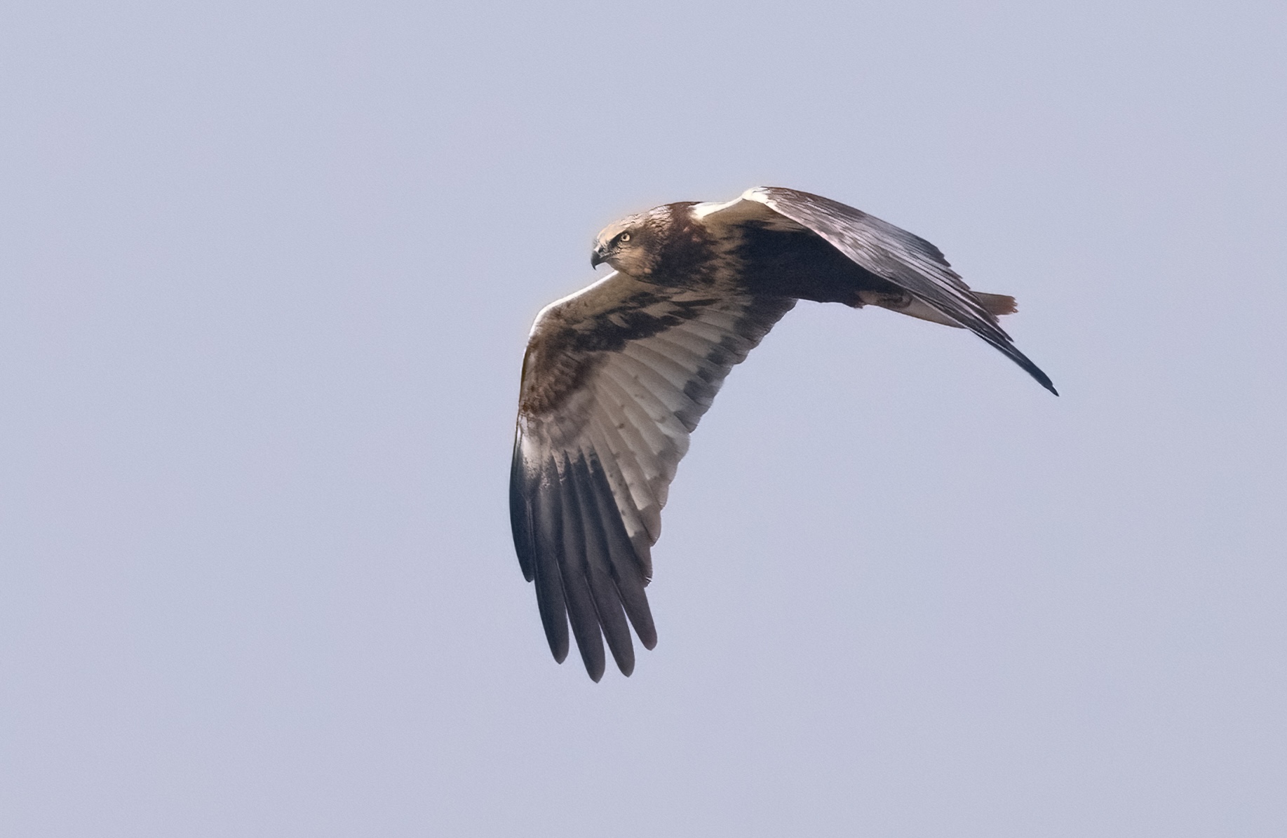Marsh Harrier