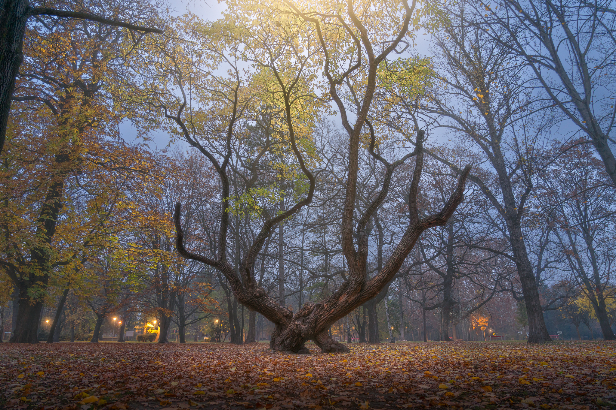 Alberi Isola Margherita, Budapest