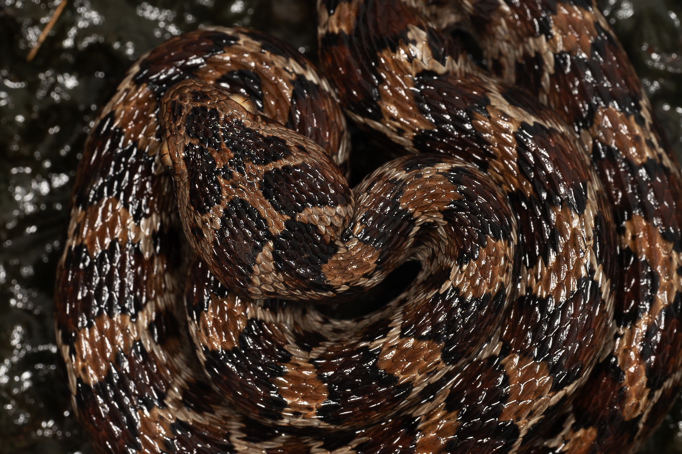 The saw-scaled viper