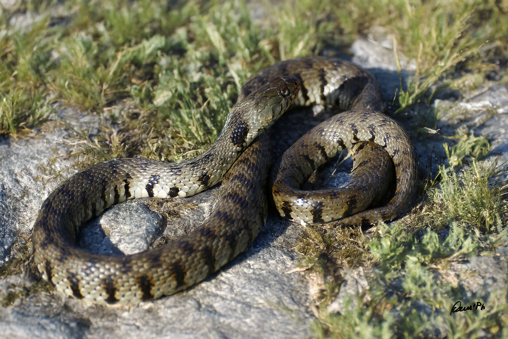 Natrixh Helvetica Sicula (Linnaeus, 1758)