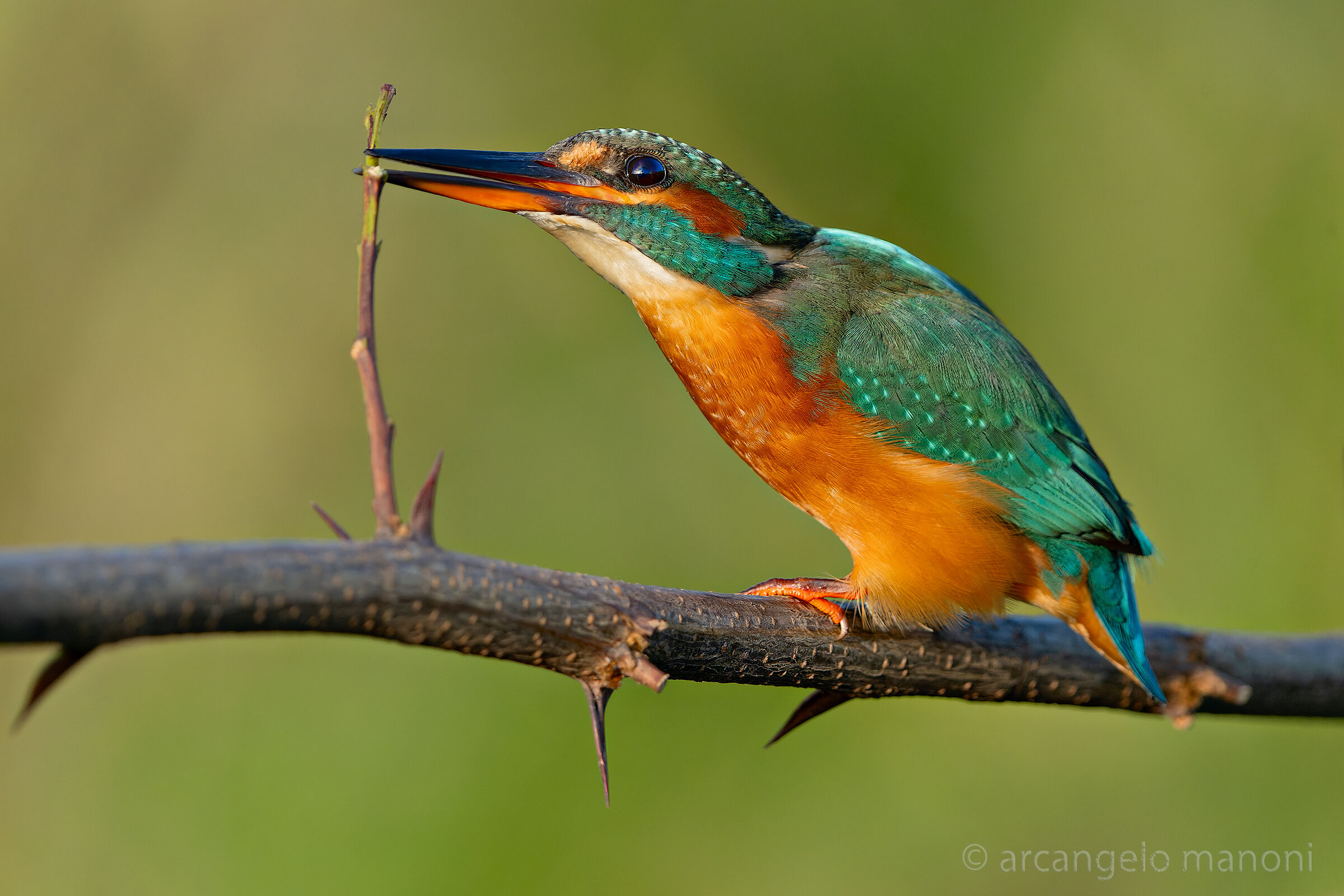 Oggi dieta vegetariana