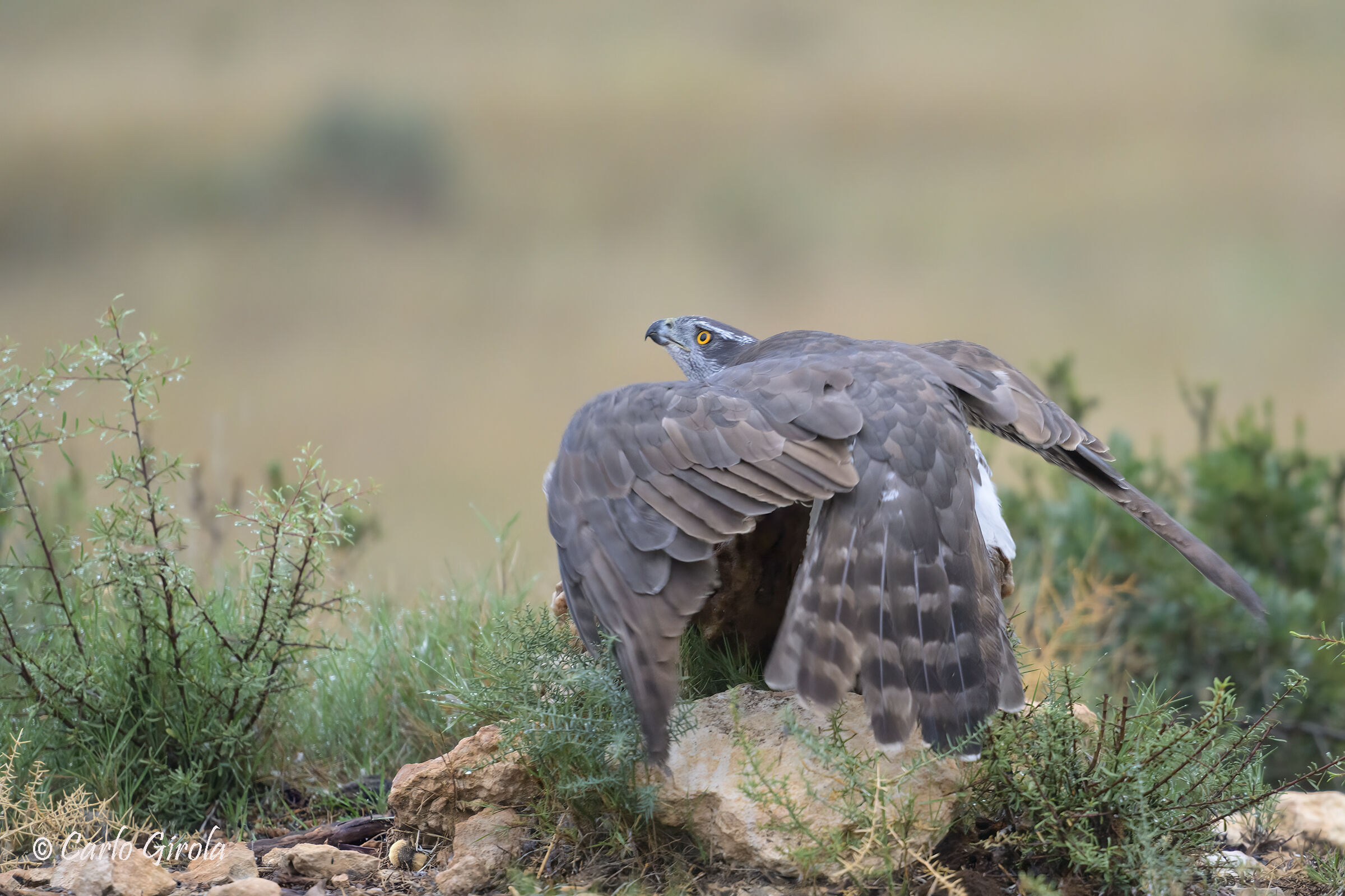 Goshawk (Accipiter gentilis)