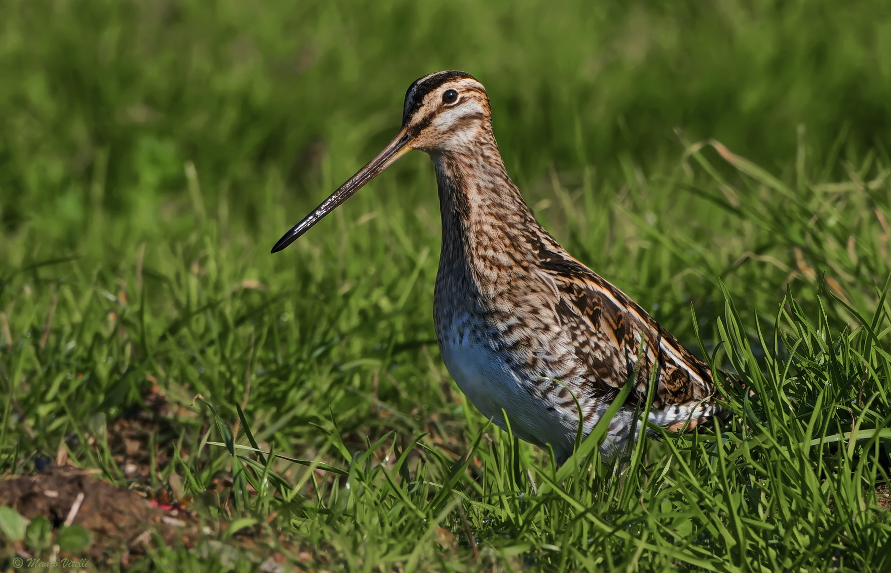 Snipe (Gallinago gallinago)