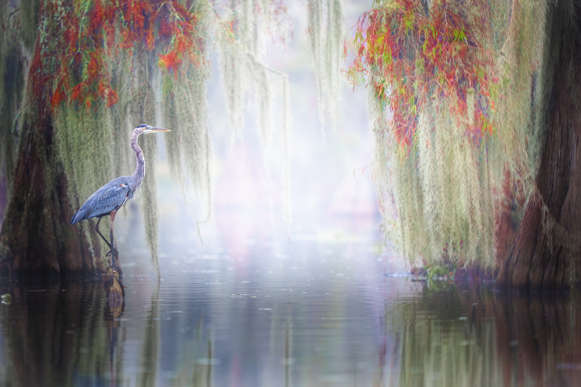 Blue heron in the light Louisiana Atchafalaya basin USA