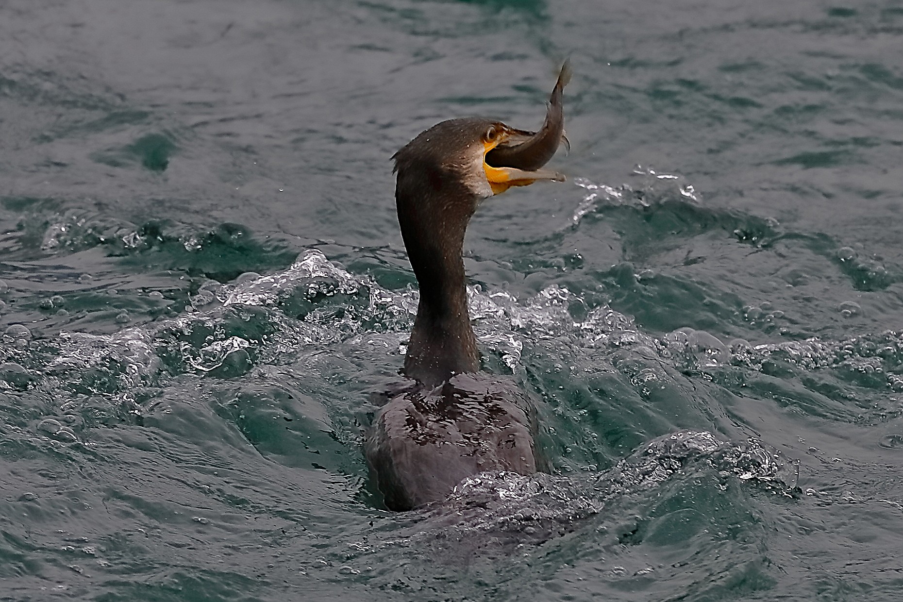 Cormorano 01 ottobre 2024 - 0140