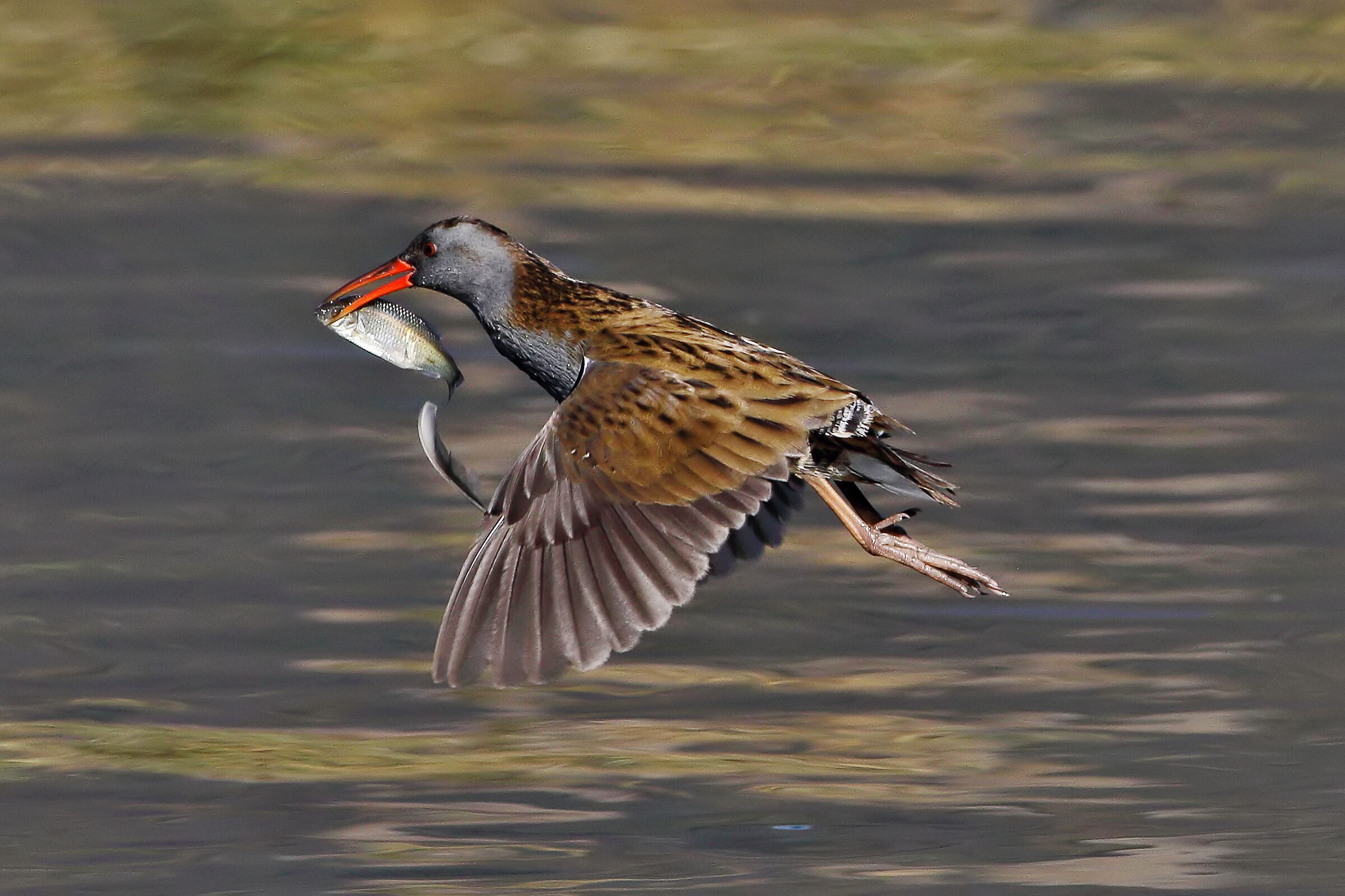 Fleeing with prey...