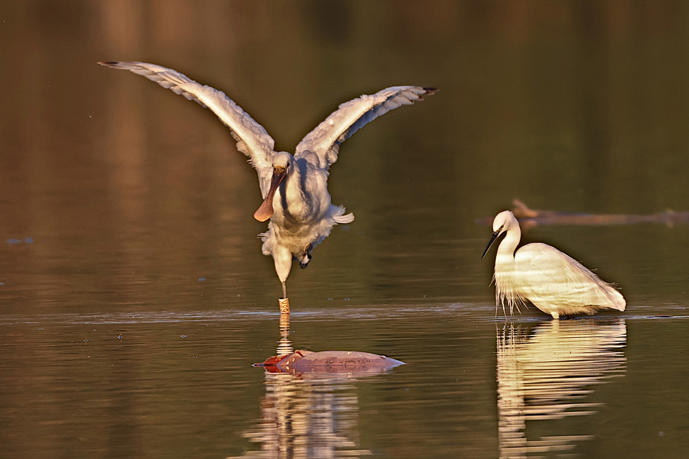 La danza della Spatola