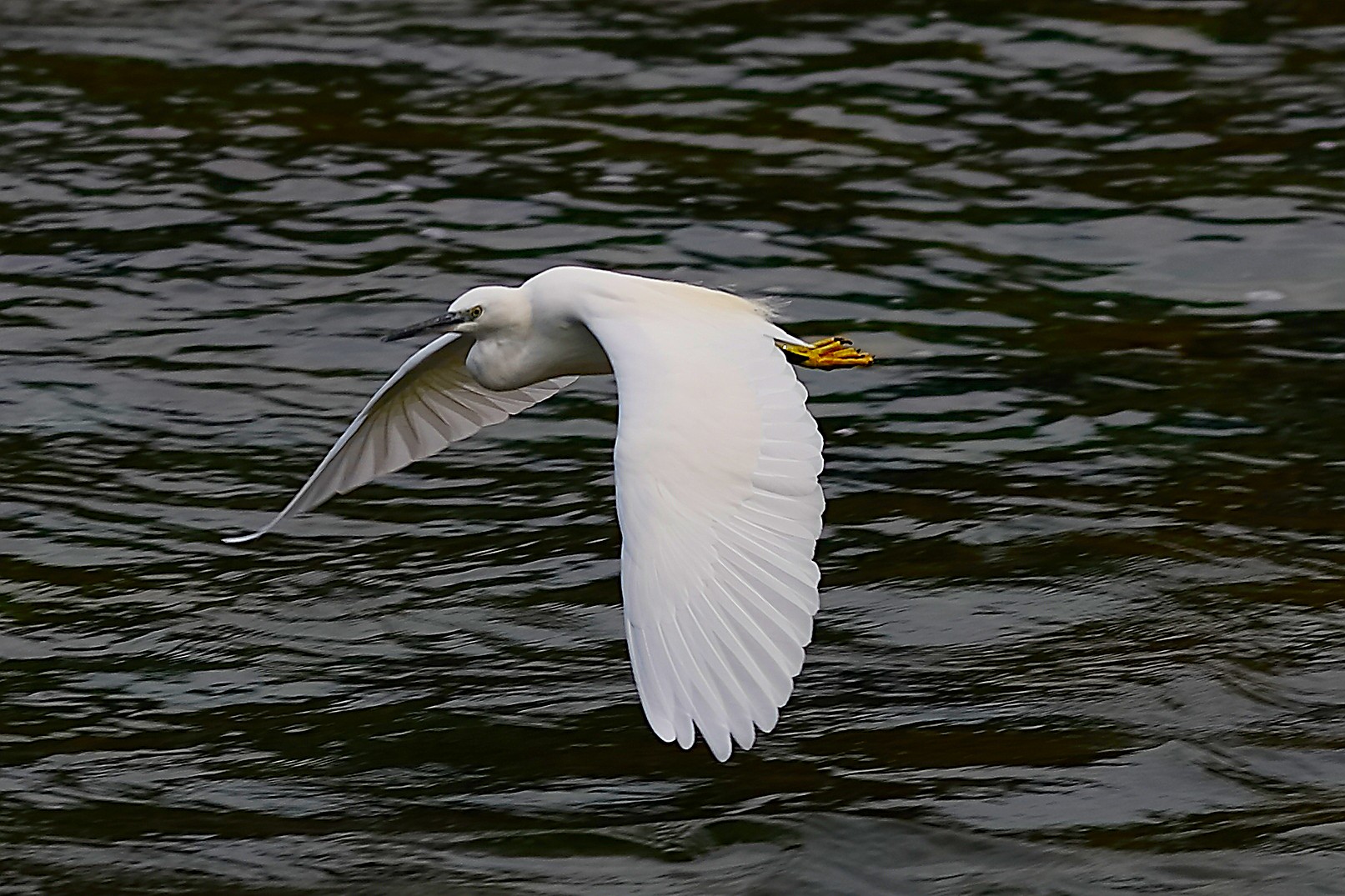 Garzetta 01 ottobre 2024 - 0183