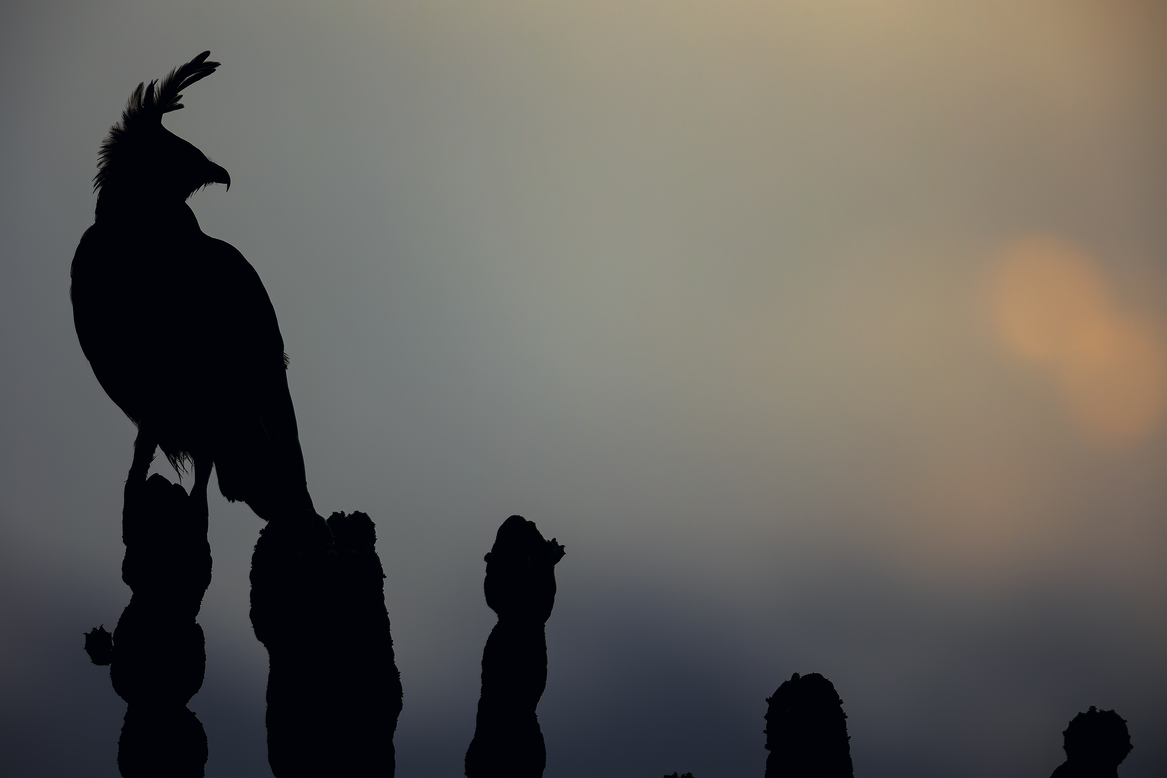 Long Crested Eagle al tramonto