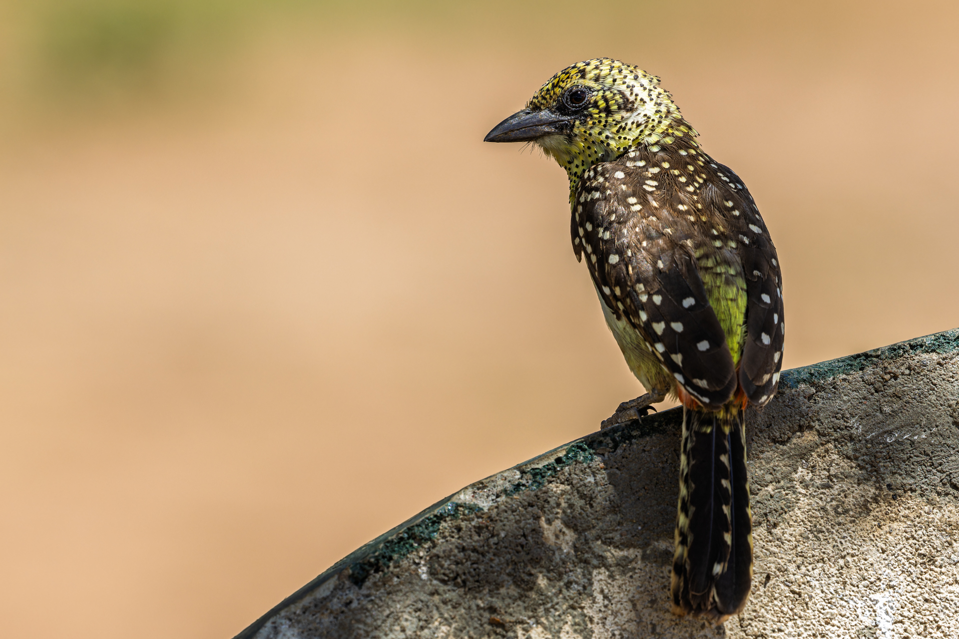 Barbetto di D'Arnaud - Trachyphonus darnaudii