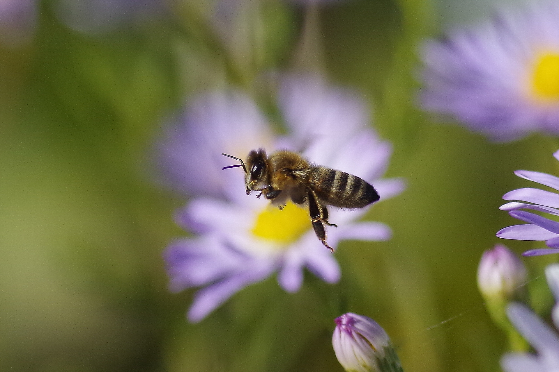 Bee in flight...