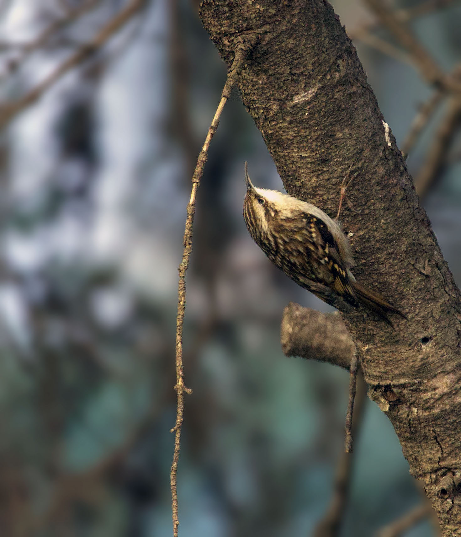 The Treecreeper