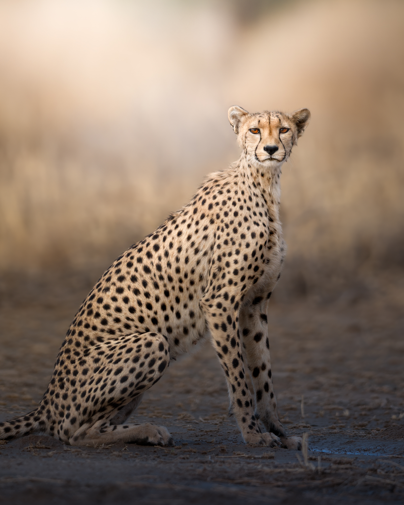 The cheetah's good morning