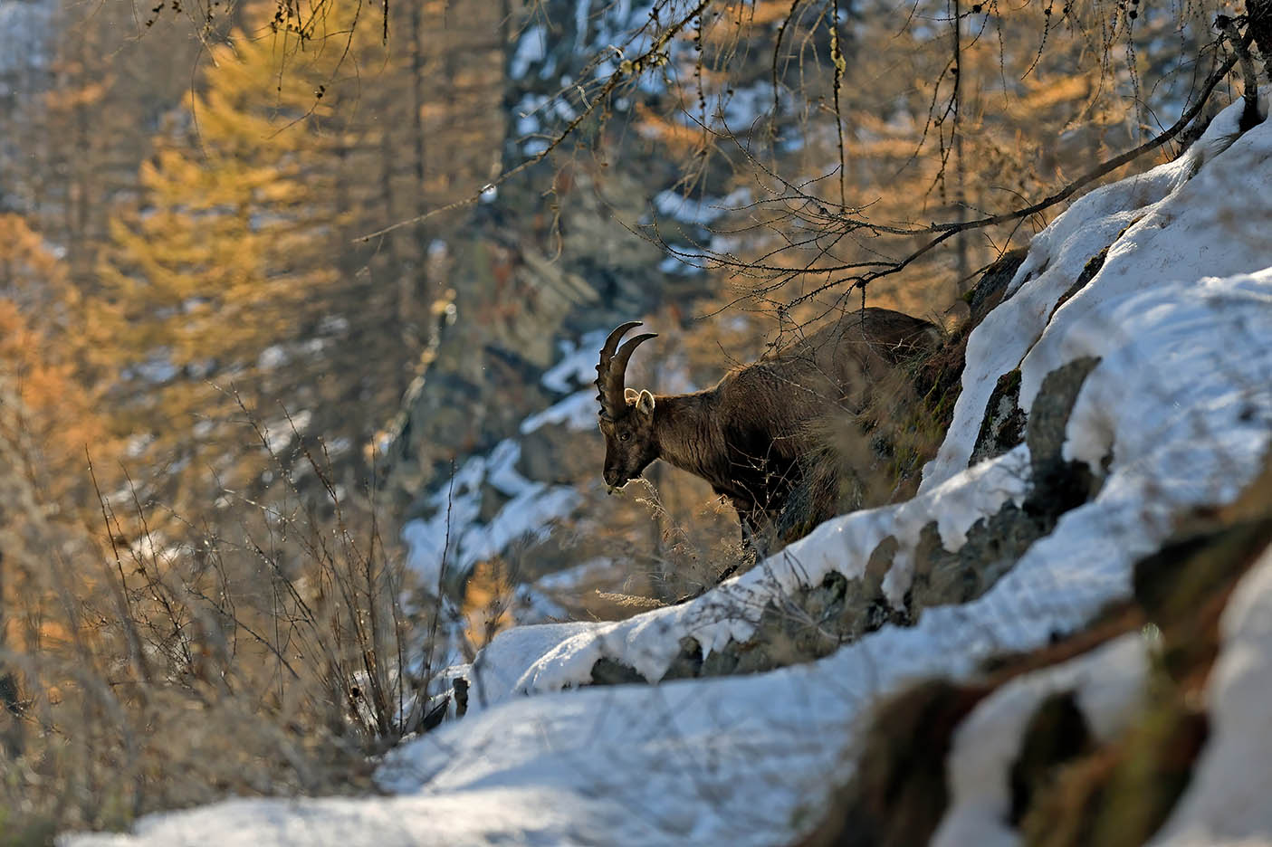 Stambecco nel Parco Gran Paradiso
