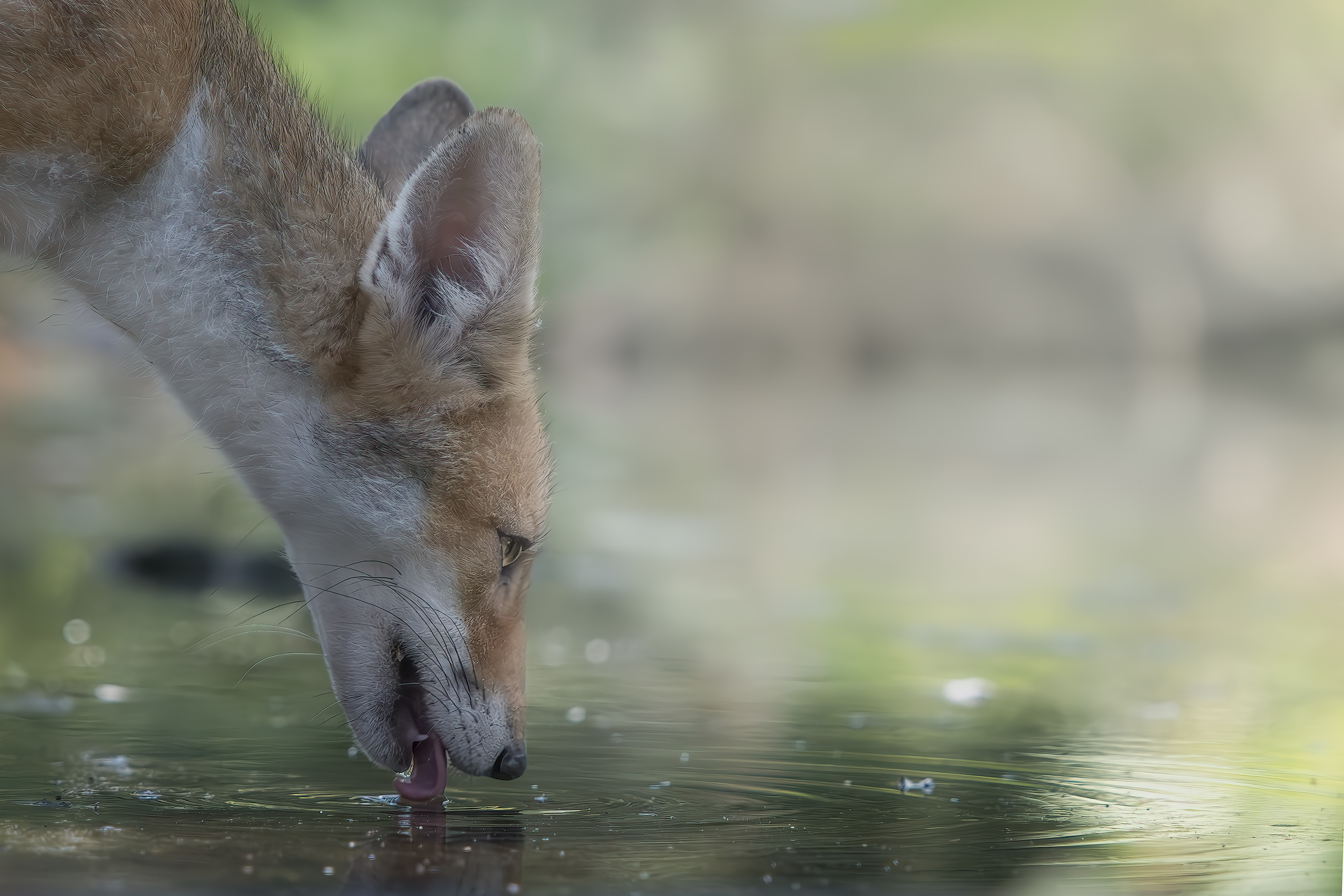 volpe rossa con tanta sete