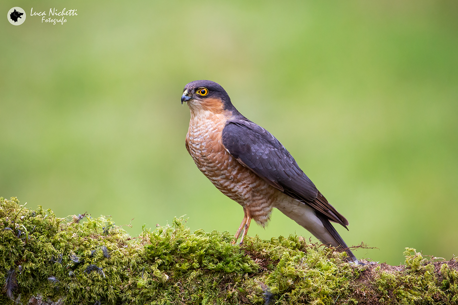 Sparviere - Sparrowhawk